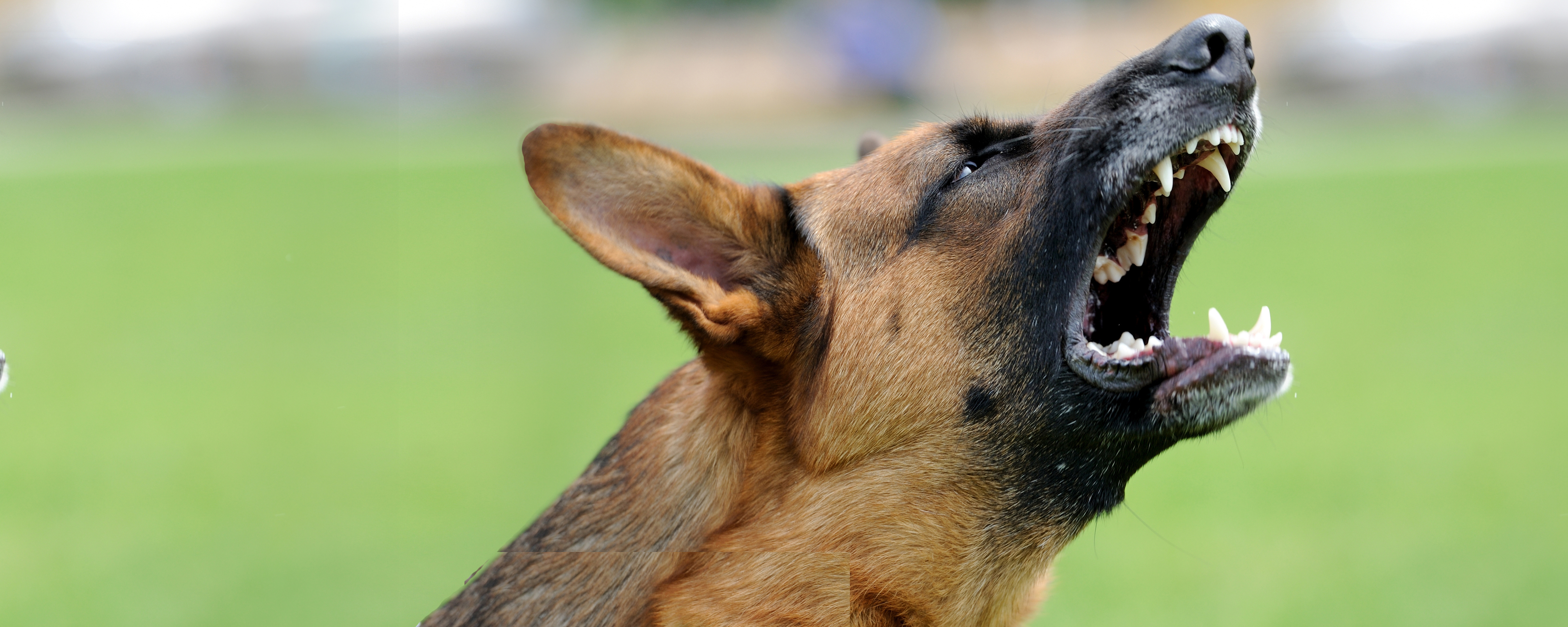 Responsabilidad relacionada con los animales